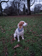 Dog Bandana