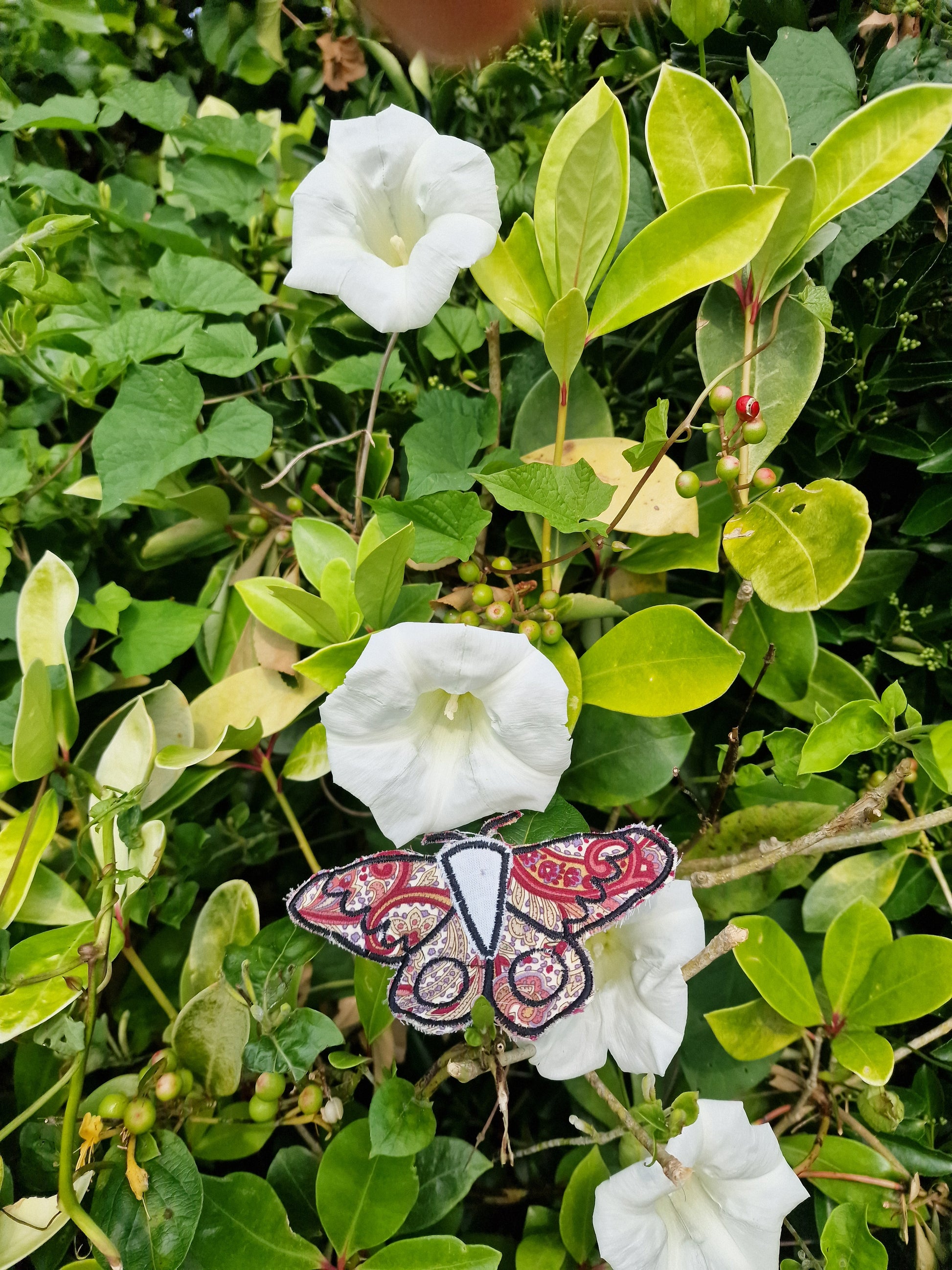 Moth Patch