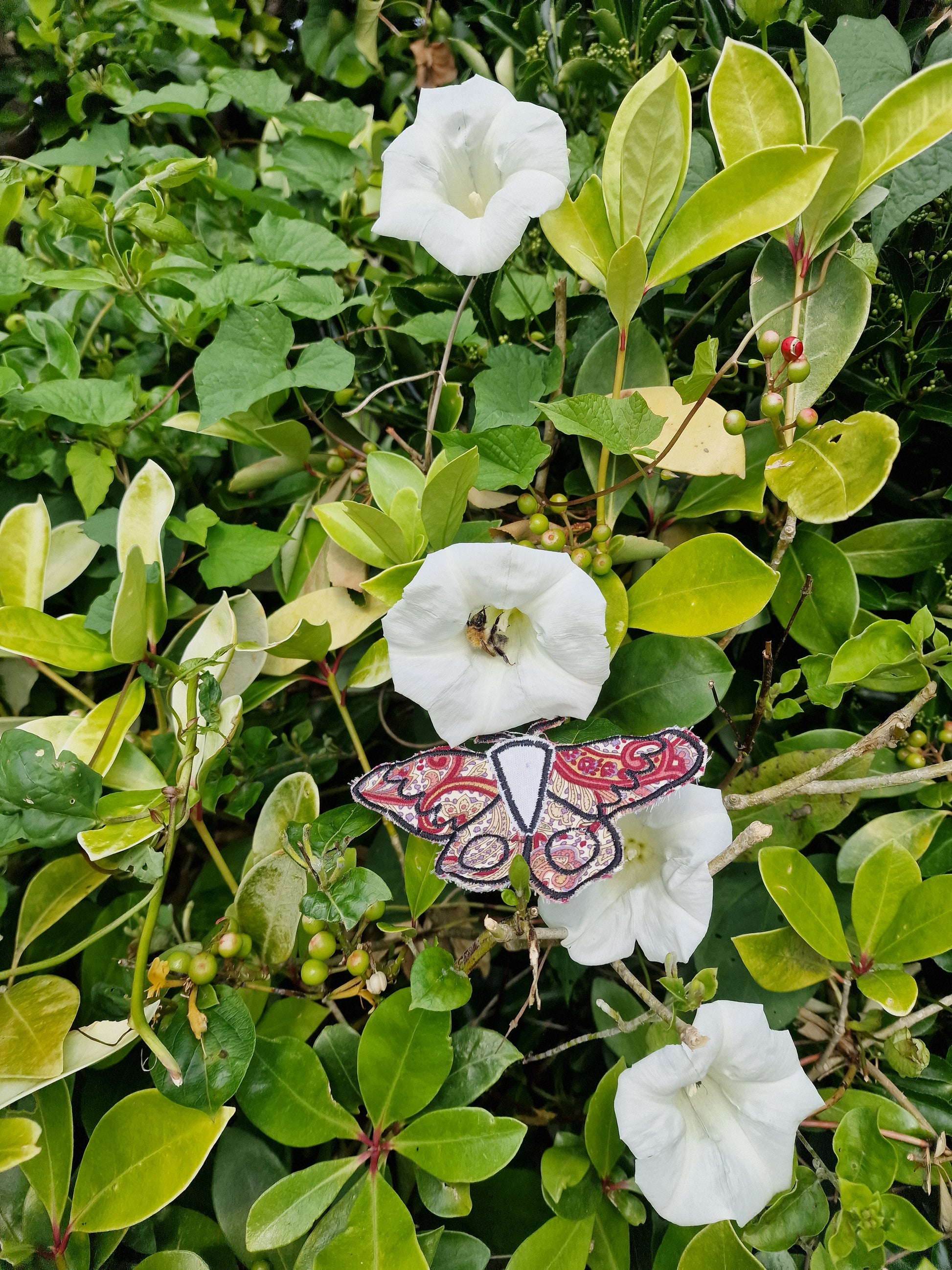 Moth Patch